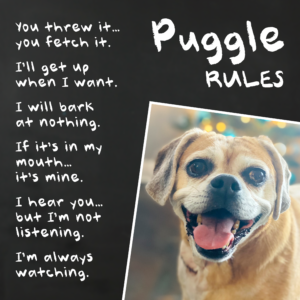 PetRules Chalkboard