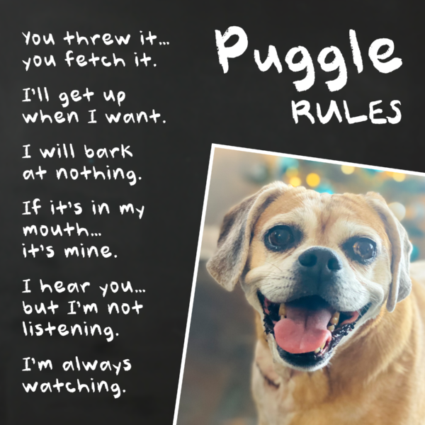 PetRules Chalkboard