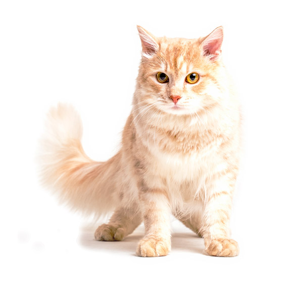 PetRules – Custom Canvas and Photo Prints A cat sitting and being viewed from the front.