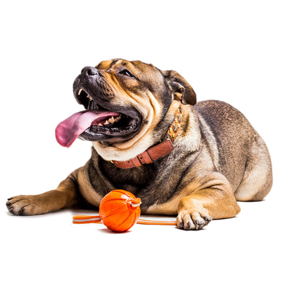 PetRules – Custom Canvas and Photo Prints A dog laying on the ground looking up next to a chew toy.